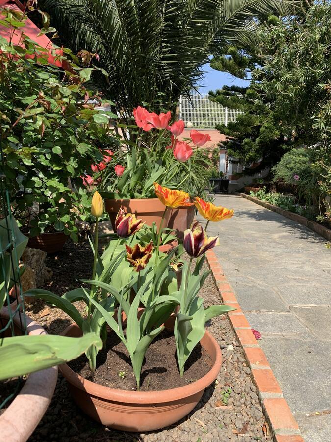 Resort Dependance Di Villa Rosa Maria サヴォーナ エクステリア 写真